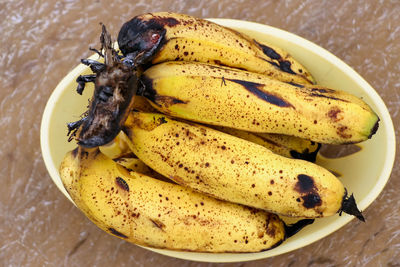 High angle view of insect on plate