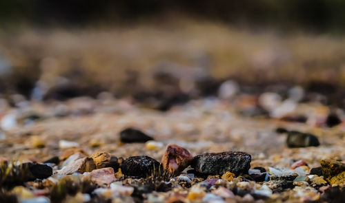 Close-up of pebbles on beach