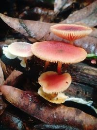 Close-up of mushrooms growing on land