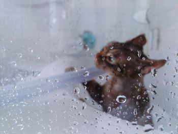 Close-up of water drops on glass