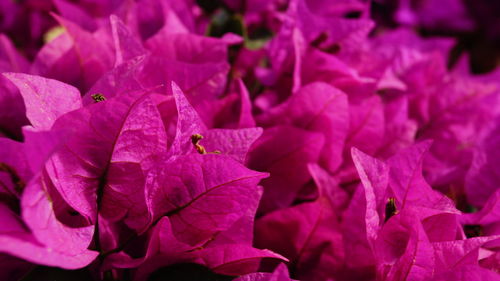 Full frame shot of pink flowers