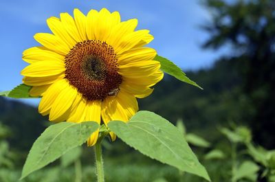 Close-up of yellow sunflower