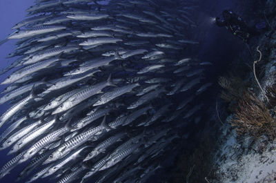 High angle view of fish swimming in water