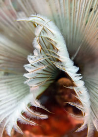 Close-up of flowering plant