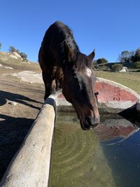 Close-up of horse drinking water
