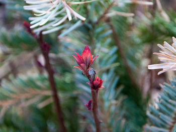 Close-up of red flowering plant