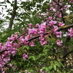 Close-up of pink flowers blooming on tree