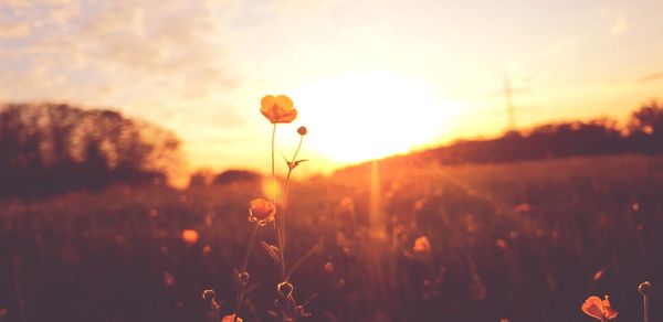 Scenic view of flowering plants on field against sky during sunset