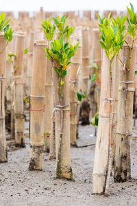 Close-up of bamboo plants on field