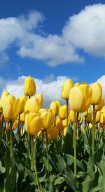 Close-up of yellow tulips blooming in field against sky