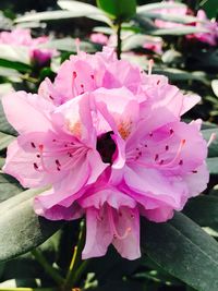 Close-up of pink flowers