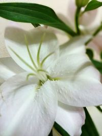 Macro shot of flower head