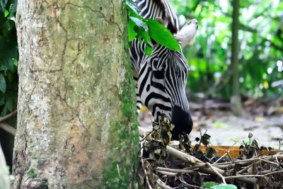 View of a bird on tree trunk