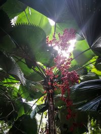 Low angle view of flower tree