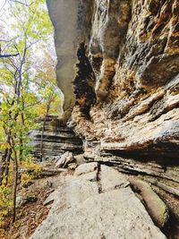 Rock formation amidst trees in forest