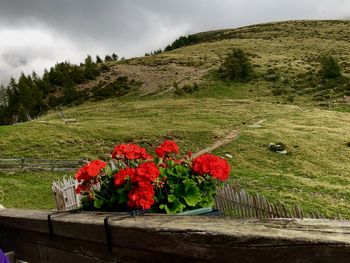 Flowers on plant by mountain against sky