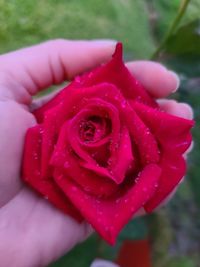 Close-up of hand holding pink rose