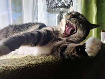 Cat yawning