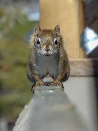 Portrait of squirrel on wood