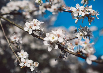 Close-up of cherry blossoms