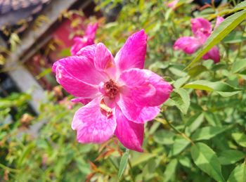 flowering plant