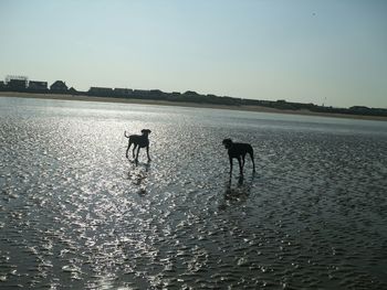 Dog in water