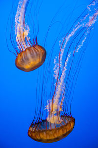 Close-up of jellyfish in sea