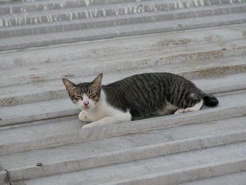 Portrait of cat relaxing on wood