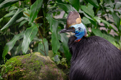 Close-up of a bird