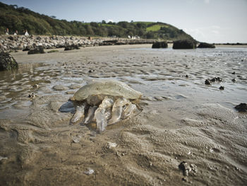 View of animal skull in the sea