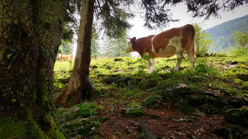 Cows grazing on field against sky