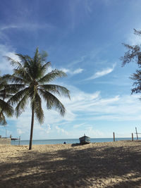 Palm trees on beach against sky