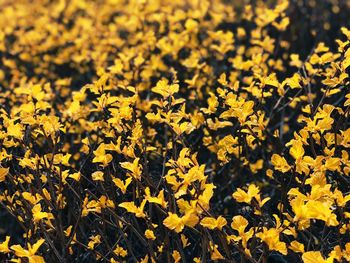 Close-up of yellow flowering plants on field