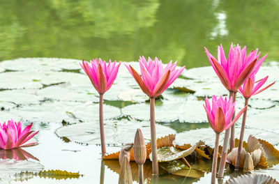 Pink lotus water lily in lake