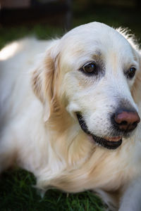 Close-up portrait of dog on field