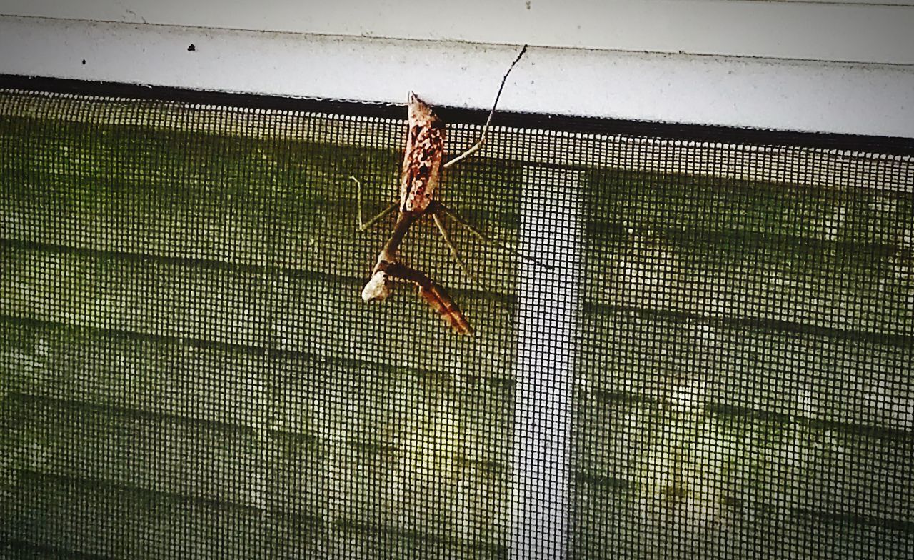 CLOSE-UP OF PRAYING MANTIS