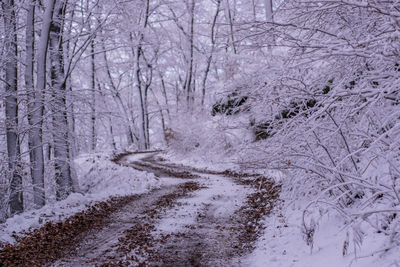 Snow covered trees in winter