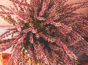 Close-up of pink flowering plant