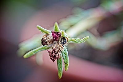 Close-up of wilted flower bud