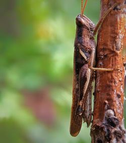 Close-up of lizard on rusty metal
