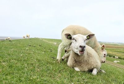 Sheep on grass field