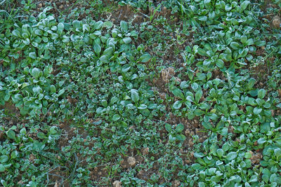 Full frame shot of plants growing on field