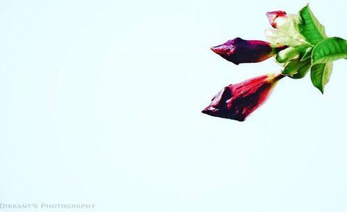 Close-up of flowers over white background