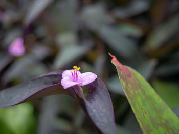 Close-up of pink flowering plant