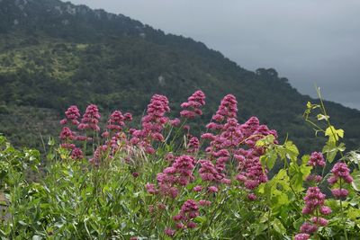 Pink flowering plants by land against sky