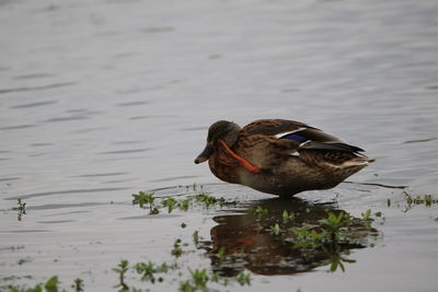 High angle view of a female mallard scratching its head in lake