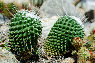 Close-up of succulent plant