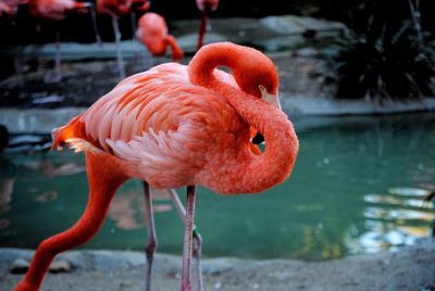 Close-up of birds in water