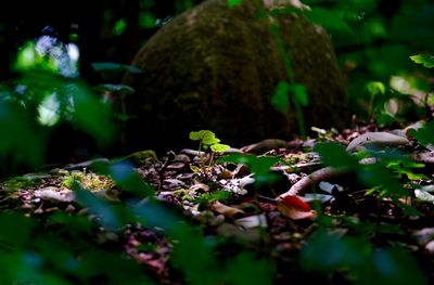 Close-up of plant growing in forest