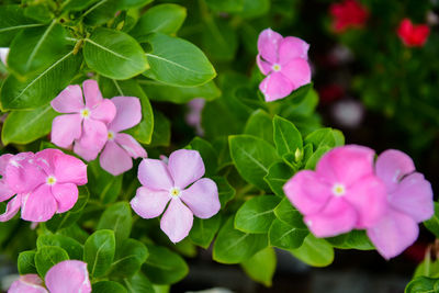 Close-up of pink flowering plants